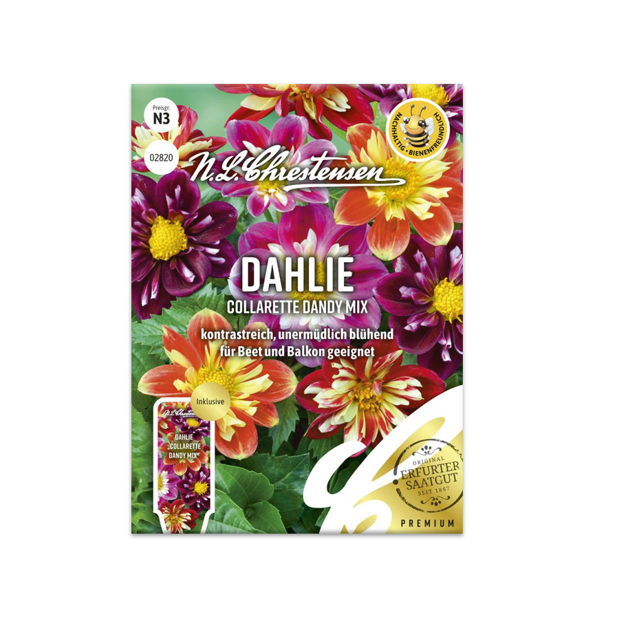 Dahlie 'Collarette Dandy Mix' N.L.Chrestensen